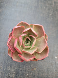 Echeveria Relena 莉莉娜