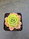Sedeveria Green rose 绿蔷薇