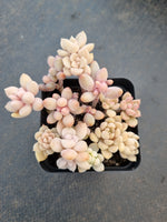 *GLGhybrid(1-1034) Assorted Succulents