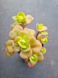 Echeveria Multicaulis 'Ginmei Tennyo' 红梅