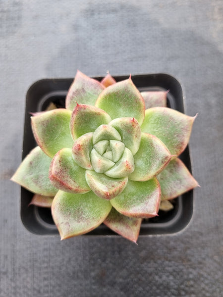 *GLGhybrid(1-378) Echeveria Agavoides hybrid 冬云杂