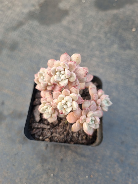 *GLGhybrid(1-1235) Graptopetalum Red Bean 姬红豆