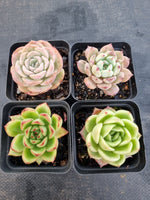 *GLGhybrid(1-1142) Special hybrid pack of 4
