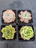 *GLGhybrid(1-1142) Special hybrid pack of 4