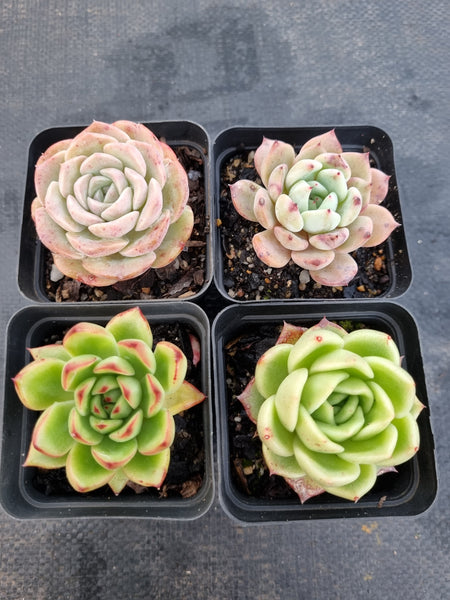 *GLGhybrid(1-1142) Special hybrid pack of 4