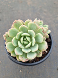 Echeveria Jelly Jam 回声