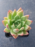 *GLGhybrid(1-374) Echeveria Agavoides hybrid 东云杂
