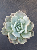 *GLGhybrid(2-371) Echeveria Laui hybrid 雪莲杂