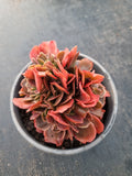 11cm pot Echeveria Pappy's Rose