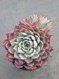 *GLGhybrid(2-50) Echeveria Puebla hybrid 普埃布拉杂