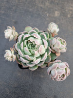 *GLGhybrid(1-926) Echeveria Mexican Snowball hybrid 墨西哥雪球杂