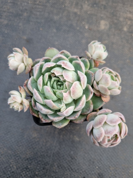 *GLGhybrid(1-926) Echeveria Mexican Snowball hybrid 墨西哥雪球杂