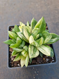 Haworthia Cuspidata Variegata