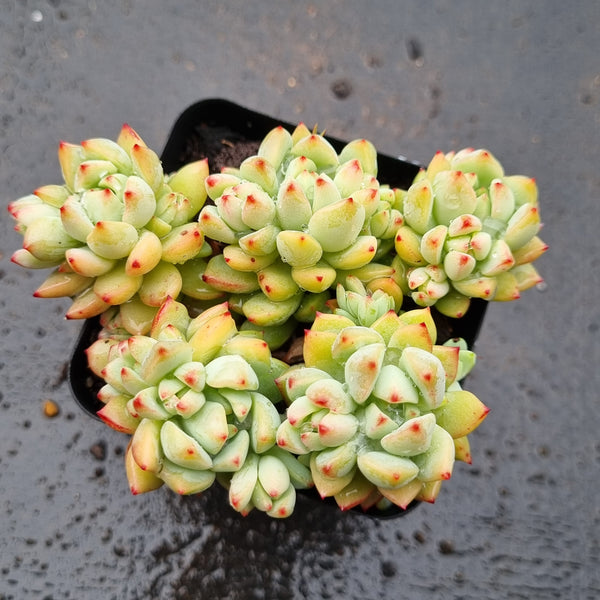 *GLGhybrid(1-1608) Sedum Perezdelarosae hybrid 焦糖精灵杂