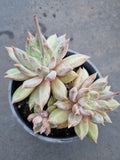 11cm pot Echeveria Tolimanensis hybrid 杜里万杂11cm盆