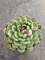 *GLGhybrid(2-253) Echeveria White Bloody Maria 白血玛