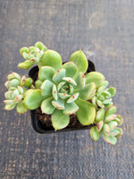 *GLGhybrid(1-1281) Echeveria Ballsii Hybrid 灰姑娘杂