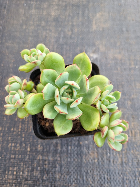 *GLGhybrid(1-1281) Echeveria Ballsii Hybrid 灰姑娘杂