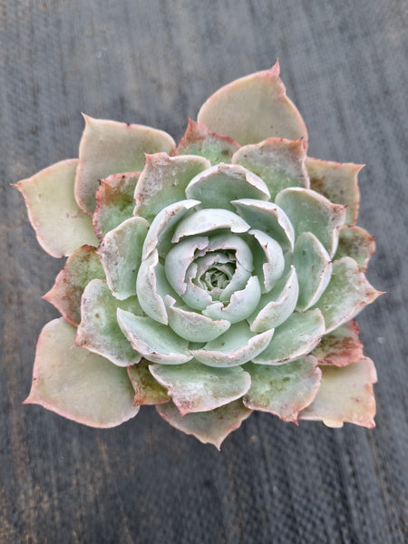 *GLGhybrid(1-410) Echeveria shaviana hime hybrid 沙维娜杂