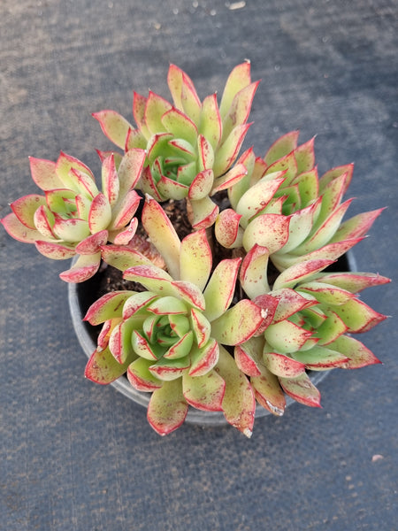 *GLGhybrid(2-359) Echeveria Agavoides sp 黄金雨杂