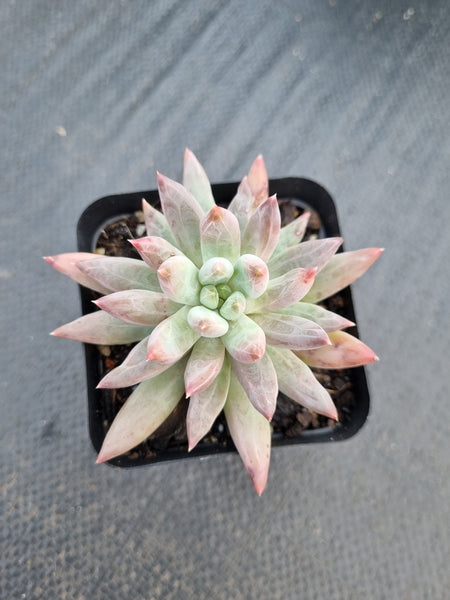 *GLGhybrid(1-1384) Pachyphytum compactum hybrid 千代田之松杂