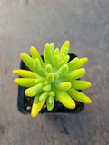 Sedum corynephyllum 八千代