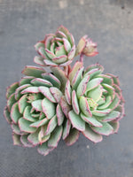 *GLGhybrid(1-947) Echeveria Subalpina hybrid 萨宾娜杂