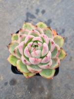 Echeveria Pink Crystal 水晶