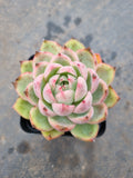 Echeveria Pink Crystal 水晶