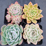 *GLGhybrid(1-503) Special hybrid pack of 4