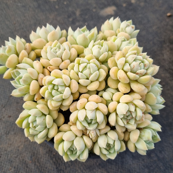 *GLGhybrid(2-393) Graptoveria Titubans hybrid 白牡丹杂