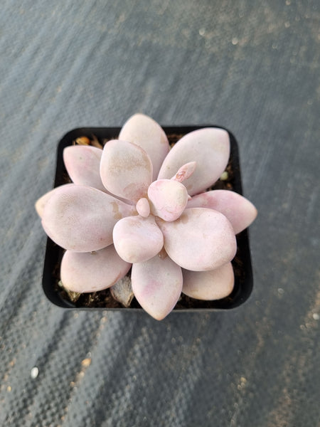 Graptopetalum amethystinum aka. Lavender Pebbles 桃蛋