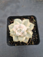 Graptopetalum Paraguayense ssp. Bernalense variegata 美杏锦