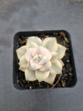 Graptopetalum Paraguayense ssp. Bernalense variegata 美杏锦