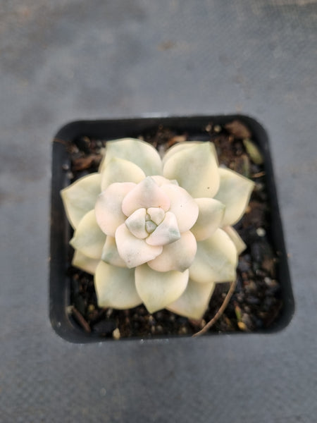 Graptopetalum Paraguayense ssp. Bernalense variegata 美杏锦