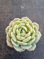 *GLGhybrid(1-1245) Pachyveria Elaine hybrid 香水杂