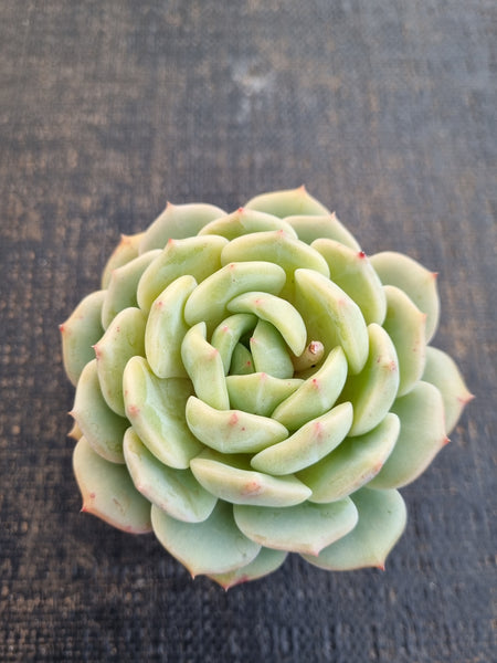 *GLGhybrid(1-1245) Pachyveria Elaine hybrid 香水杂