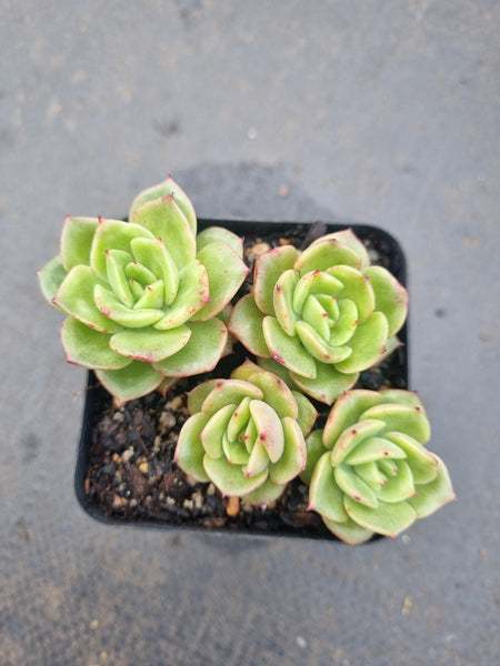 *GLGhybrid(1-1340) Echeveria Agavoides hybrid 冬云杂
