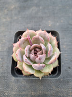 *GLGhybrid(1-984) Echeveria White Bloody Maria 白血玛