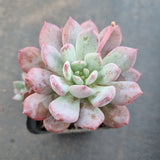 *GLGhybrid(1-1640) Echeveria Laulensis X Sedeveria Blue Elf 劳伦斯杂蓝精灵