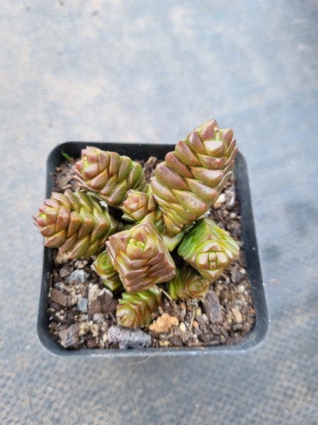 Crassula Marchandii 寿无限