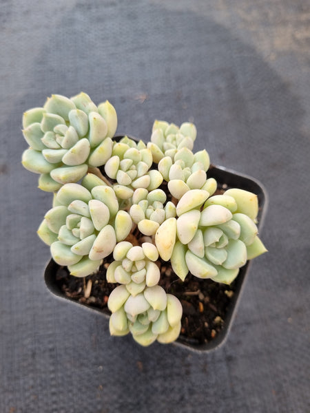 *GLGhybrid(1-390) Graptoveria Titubans hybrid 白牡丹杂