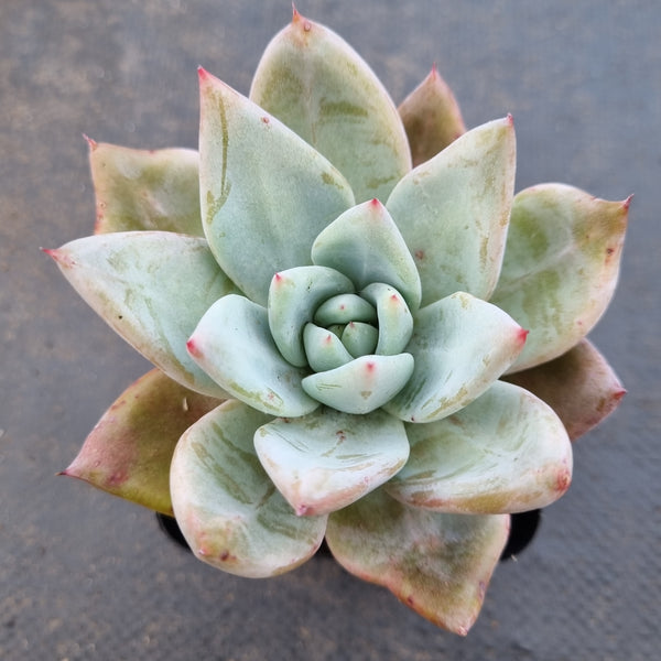 *GLGhybrid(1-1625) Echeveria Mexican Giant hybrid 巨人杂