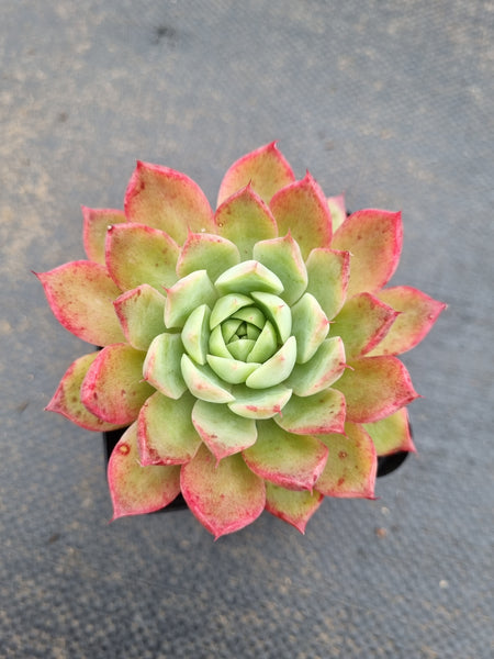 *GLGhybrid(1-1570) Echeveria agavoides 'Romeo' X Hyalina 血罗杂海琳娜