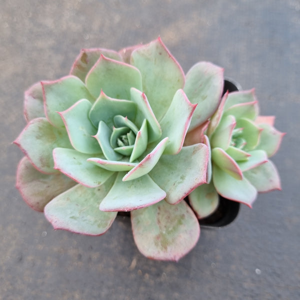*GLGhybrid(1-1643) Echeveria Laulensis hybrid 劳伦斯杂
