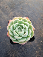*GLGhybrid(1-286) Echeveria Elegans 'Alba hybrid 白月影杂