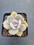Graptoveria ‘Margaret Rose’  诺玛