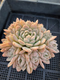 *GLGhybrid(2-3) Echeveria Elegans 'Alba' hybrid 白月影杂