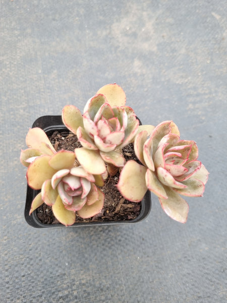 *GLGhybrid(1-1119) Echeveria 'Painted Frills' hybrid 紫焰杂