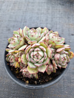 *GLGhybrid(2-18) Echeveria Ballsii Hybrid 灰姑娘杂